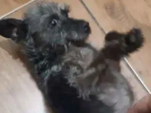 Cachorro raça Srd idade 3 anos nome Arya