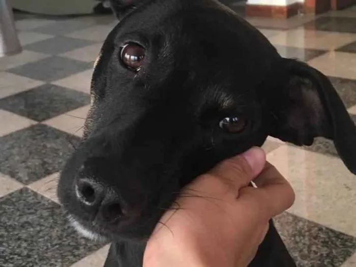 Cachorro raça SRD idade 7 a 11 meses nome Alfajor 