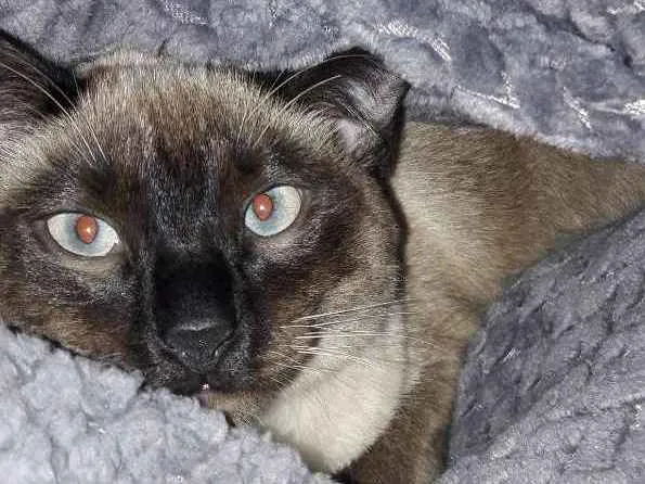 Gato ra a Siames idade 7 a 11 meses nome Beca