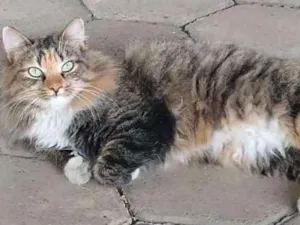 Gato raça Srd idade 1 ano nome Mercedes