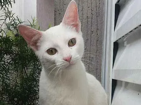 Gato ra a srd idade 2 a 6 meses nome Billy Elliot
