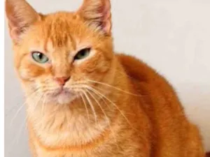 Gato raça SRD idade 1 ano nome Fofa