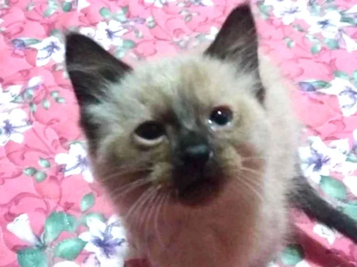 Gato ra a Sem raça idade 2 a 6 meses nome Sem nome