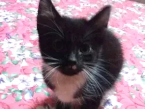 Gato raça Sem raça idade 2 a 6 meses nome Sem nome