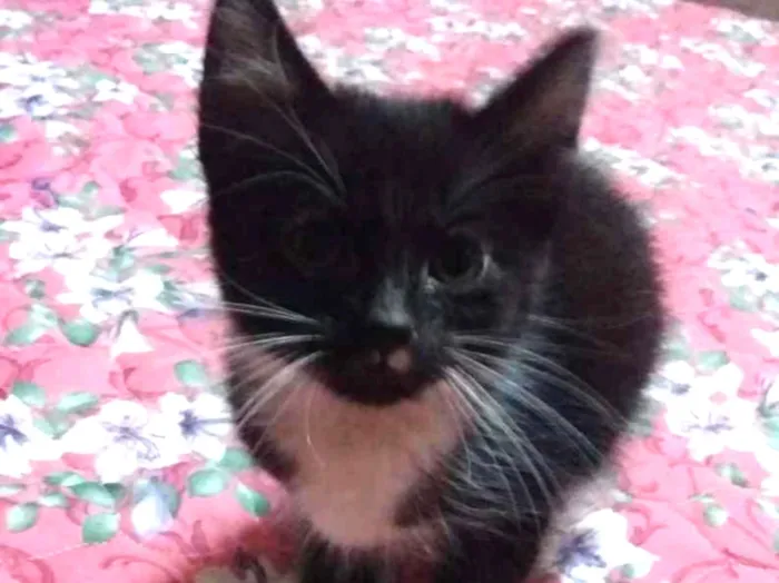 Gato ra a Sem raça idade 2 a 6 meses nome Sem nome