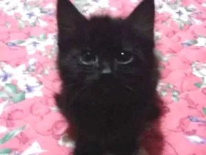 Gato raça Sem raça idade 2 a 6 meses nome Sem nome