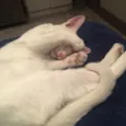 Pipoca
