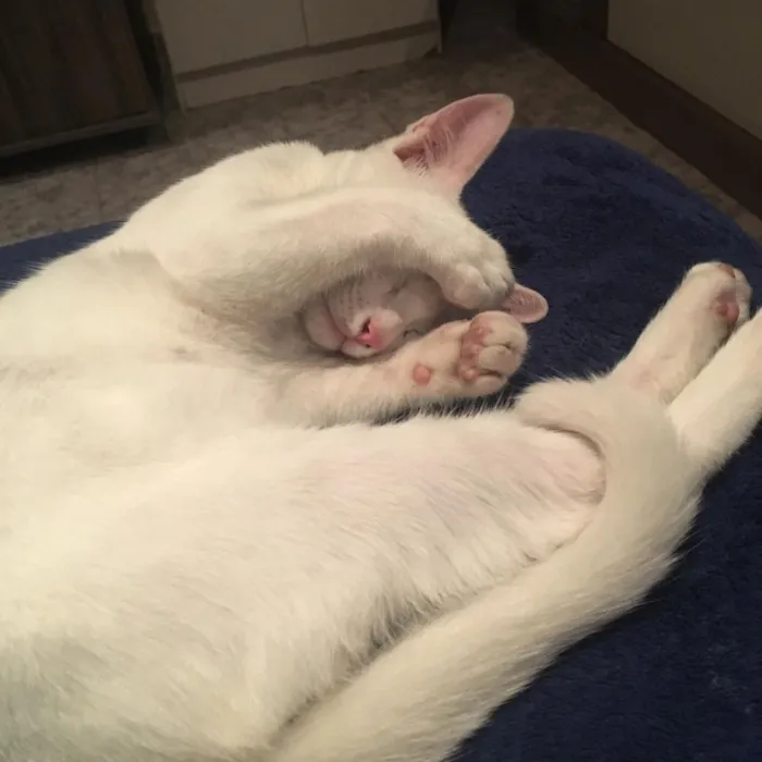 Gato ra a Srd idade 2 a 6 meses nome Pipoca