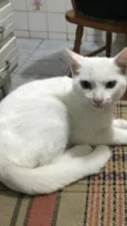 Pipoca