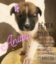 ANITTA