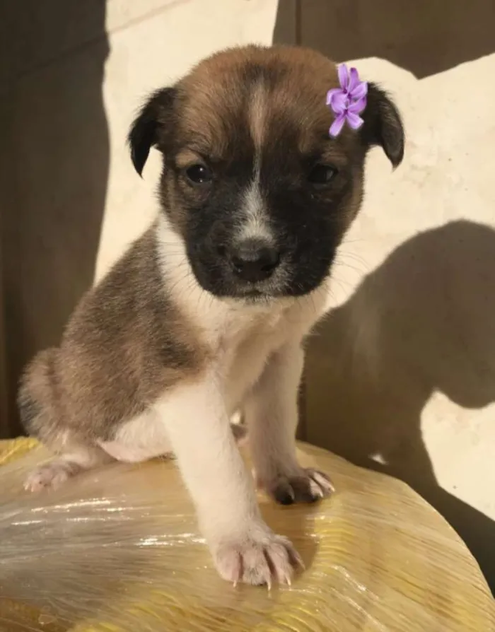 Cachorro ra a sem raça definida  idade Abaixo de 2 meses nome ANITTA