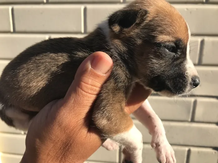 Cachorro ra a Sem raça definida idade Abaixo de 2 meses nome FRED