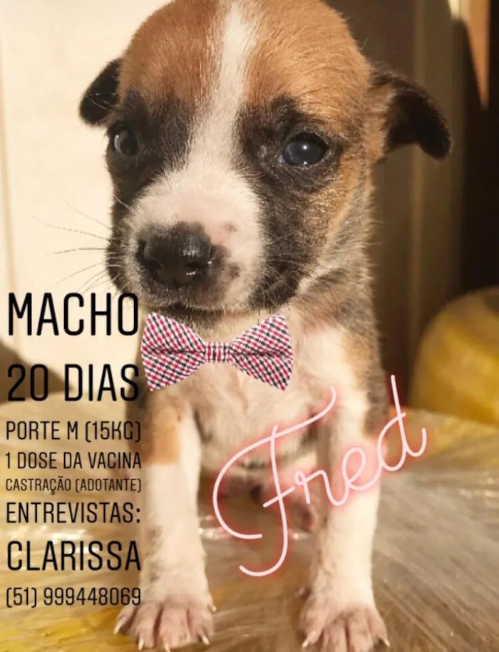 Cachorro ra a Sem raça definida idade Abaixo de 2 meses nome FRED