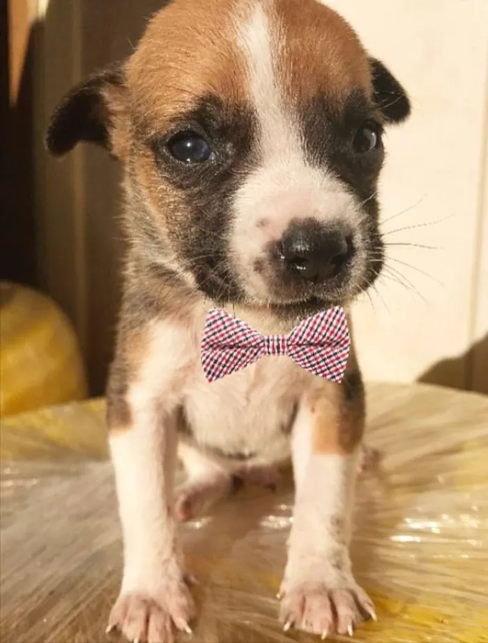 Cachorro ra a Sem raça definida idade Abaixo de 2 meses nome FRED