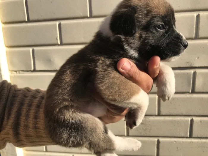 Cachorro ra a Sem Raça Definida idade Abaixo de 2 meses nome ANDY
