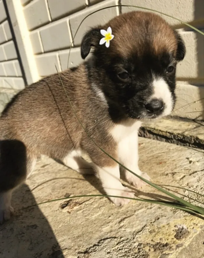 Cachorro ra a Sem Raça Definida idade Abaixo de 2 meses nome ANDY