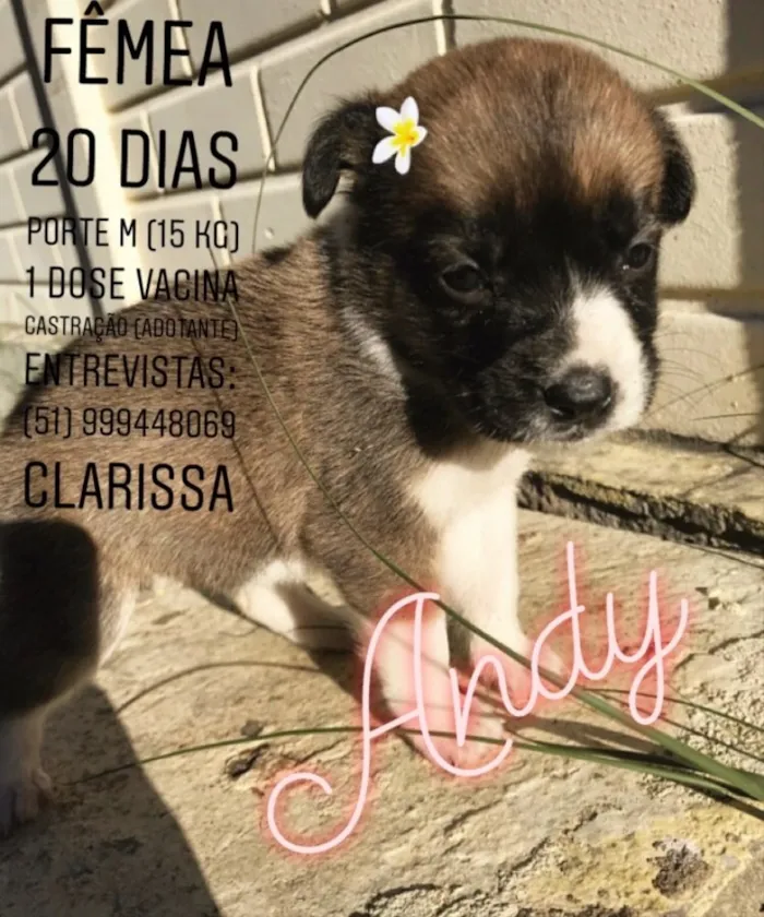 Cachorro ra a Sem Raça Definida idade Abaixo de 2 meses nome ANDY