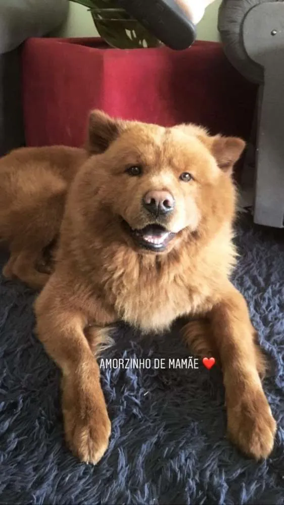 Cachorro ra a Chow chow  idade  nome Thor