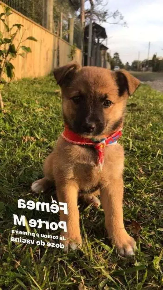 Cachorro raça SRD  idade 2 a 6 meses nome Filhotes Tais