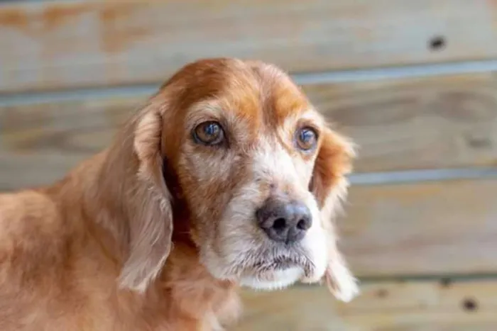 Cachorro raça Cocker  idade 6 ou mais anos nome Aninha
