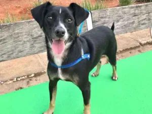 Cachorro raça Srd idade 1 ano nome Nino - zona norte sp