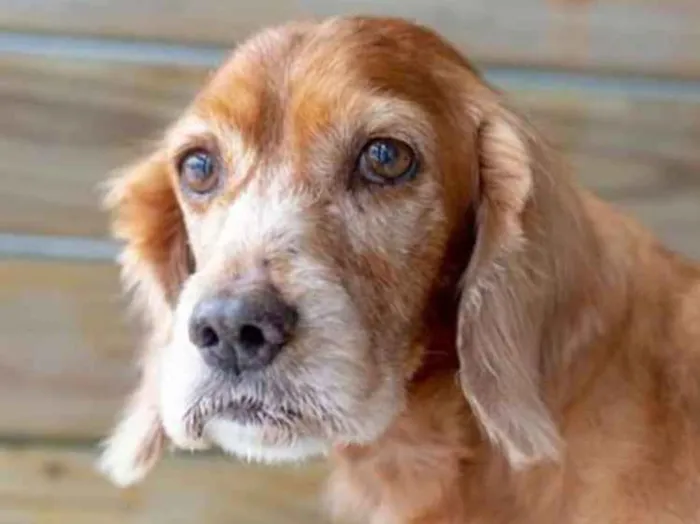 Cachorro raça Cocker  idade 6 ou mais anos nome Aninha
