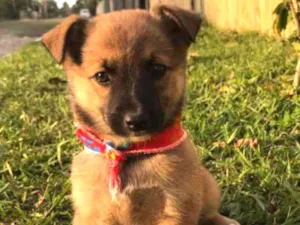 Cachorro raça SRD  idade 2 a 6 meses nome Filhotes Tais