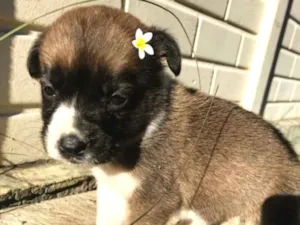 Cachorro raça Sem Raça Definida idade Abaixo de 2 meses nome ANDY
