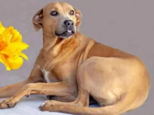 Cachorro raça SRD idade 4 anos nome Olívia 