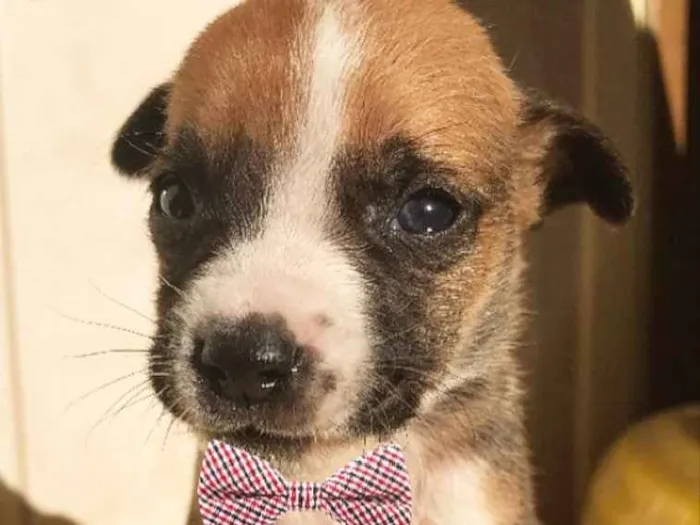 Cachorro ra a Sem raça definida idade Abaixo de 2 meses nome FRED