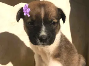 Cachorro raça sem raça definida  idade Abaixo de 2 meses nome ANITTA