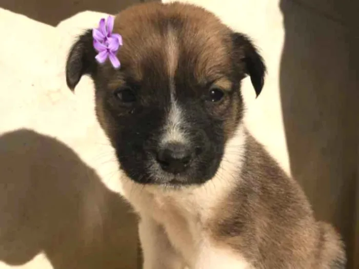 Cachorro ra a sem raça definida  idade Abaixo de 2 meses nome ANITTA