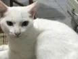 Pipoca