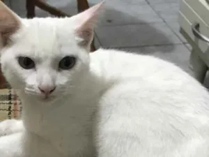 Gato raça Srd idade 2 a 6 meses nome Pipoca