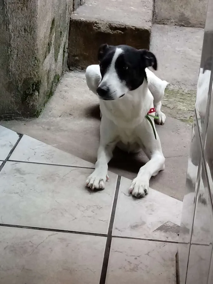 Cachorro ra a Não sei idade 3 anos nome Nina