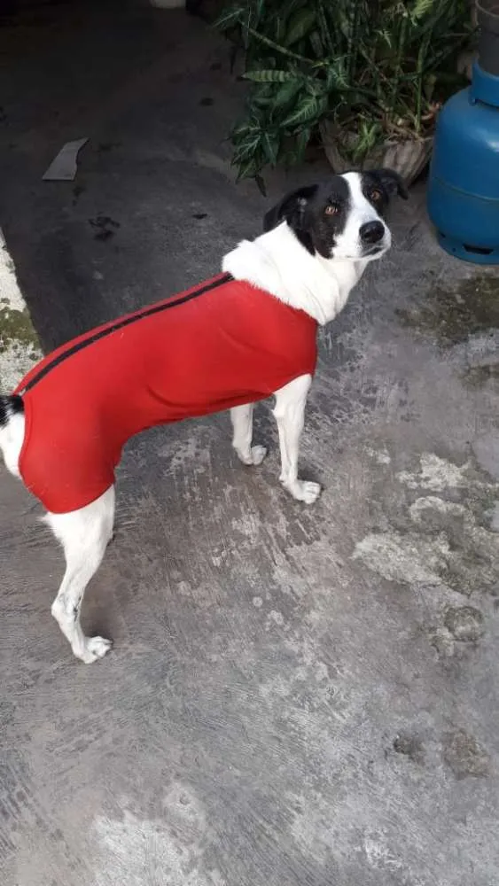 Cachorro ra a Não sei idade 3 anos nome Nina