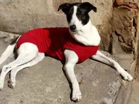 Cachorro ra a Não sei idade 3 anos nome Nina