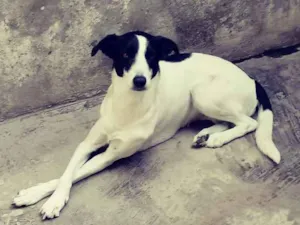 Cachorro raça Não sei idade 3 anos nome Nina
