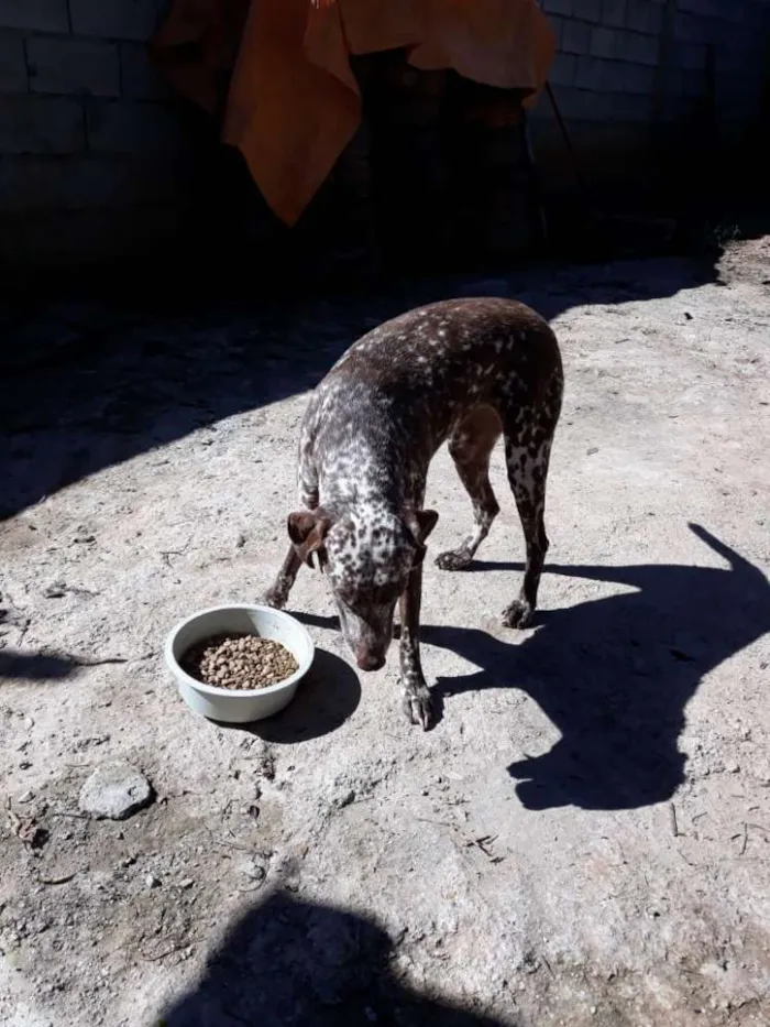 Cachorro ra a Dalmata idade 2 anos nome Bom bom 