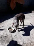 Bom bom