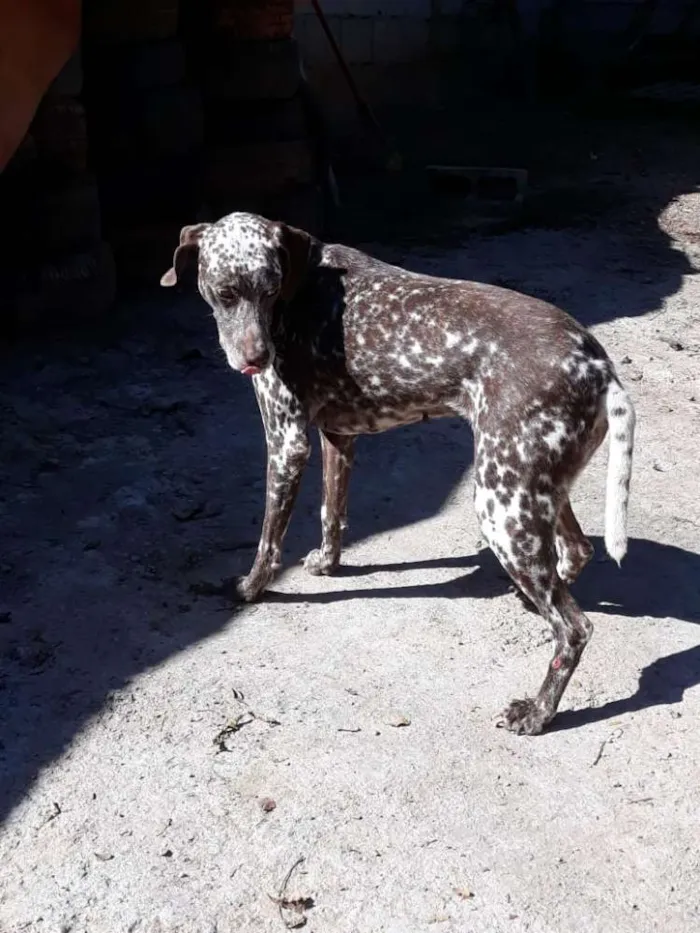Cachorro ra a Dalmata idade 2 anos nome Bom bom 