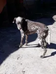 Bom bom