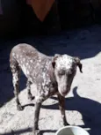 Bom bom