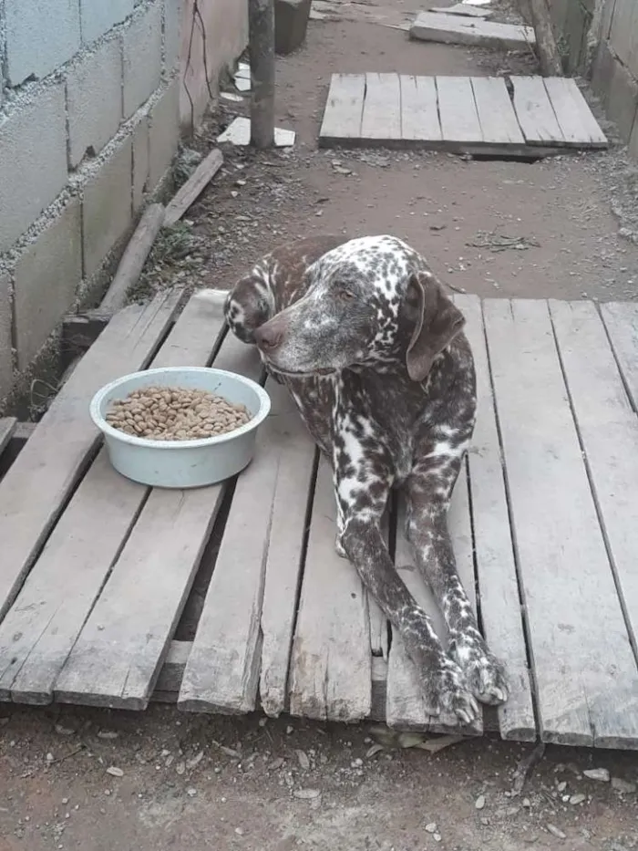 Cachorro ra a Dalmata idade 2 anos nome Bom bom 