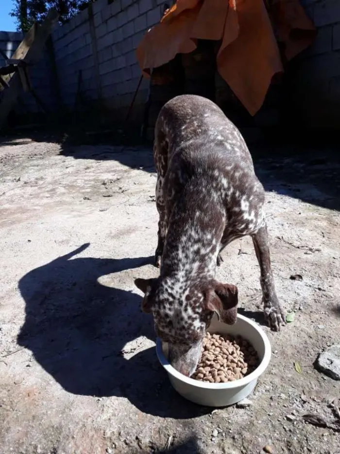 Cachorro ra a Dalmata idade 2 anos nome Bom bom 