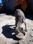 Bom bom