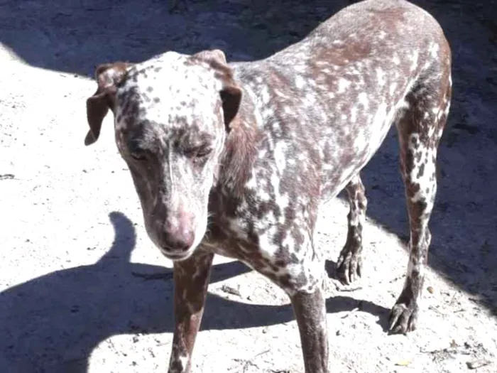 Cachorro ra a Dalmata idade 2 anos nome Bom bom 