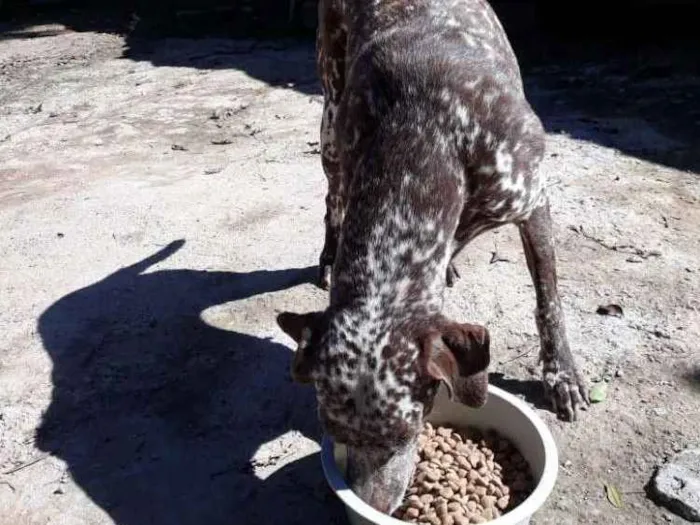 Cachorro ra a Dalmata idade 2 anos nome Bom bom 