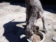 Bom bom
