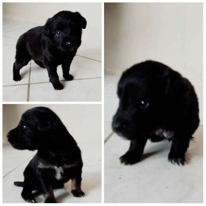 Cachorro raça SRD  idade Abaixo de 2 meses nome Filhotes Pretinhos